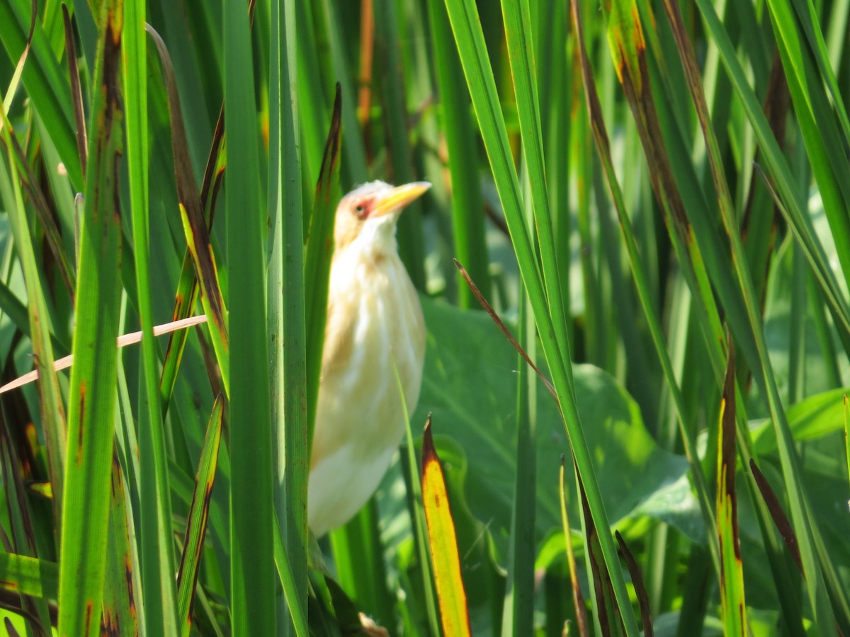 Least Bittern - ML620689510