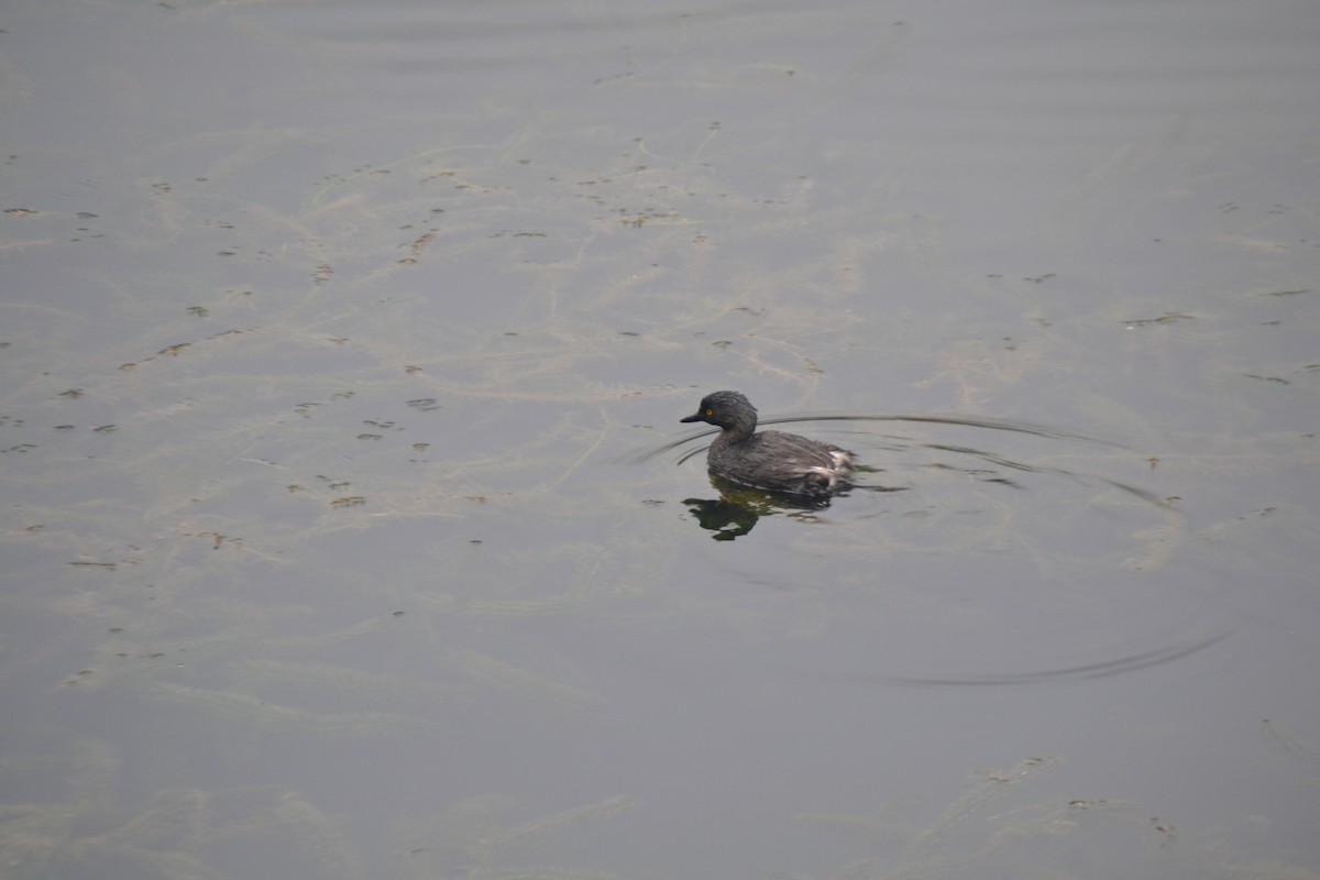 Least Grebe - ML620689512