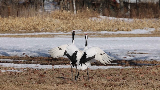 Grue du Japon - ML620689516