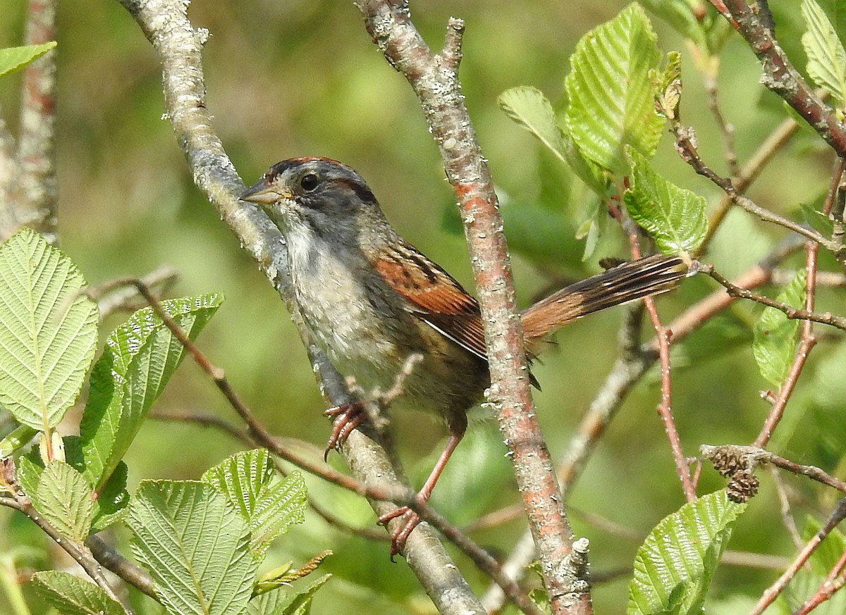 Swamp Sparrow - ML620689518