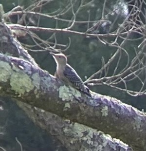 Red-bellied Woodpecker - ML620689519