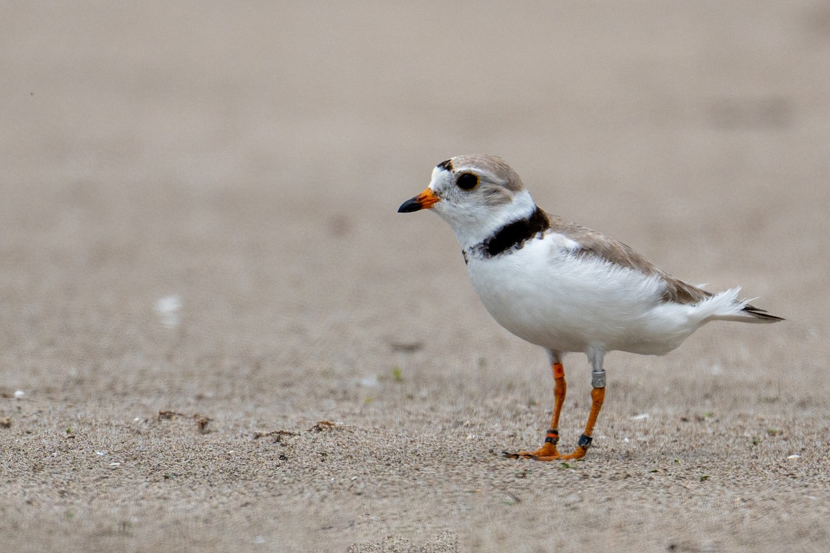 Piping Plover - Jo Li