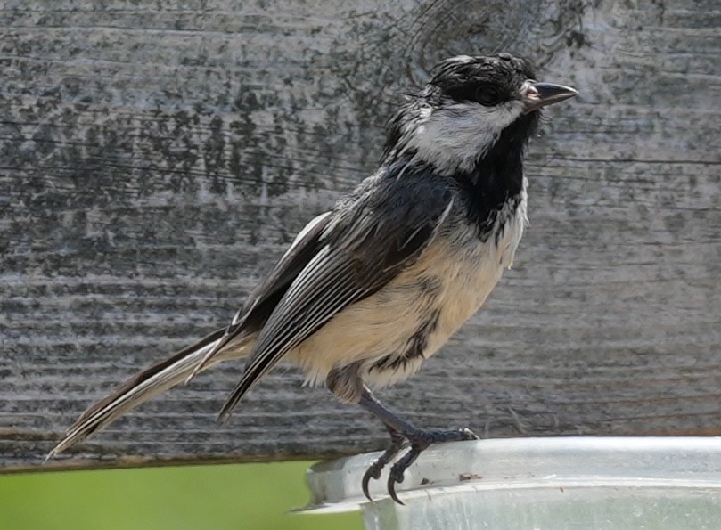 Black-capped Chickadee - ML620689525