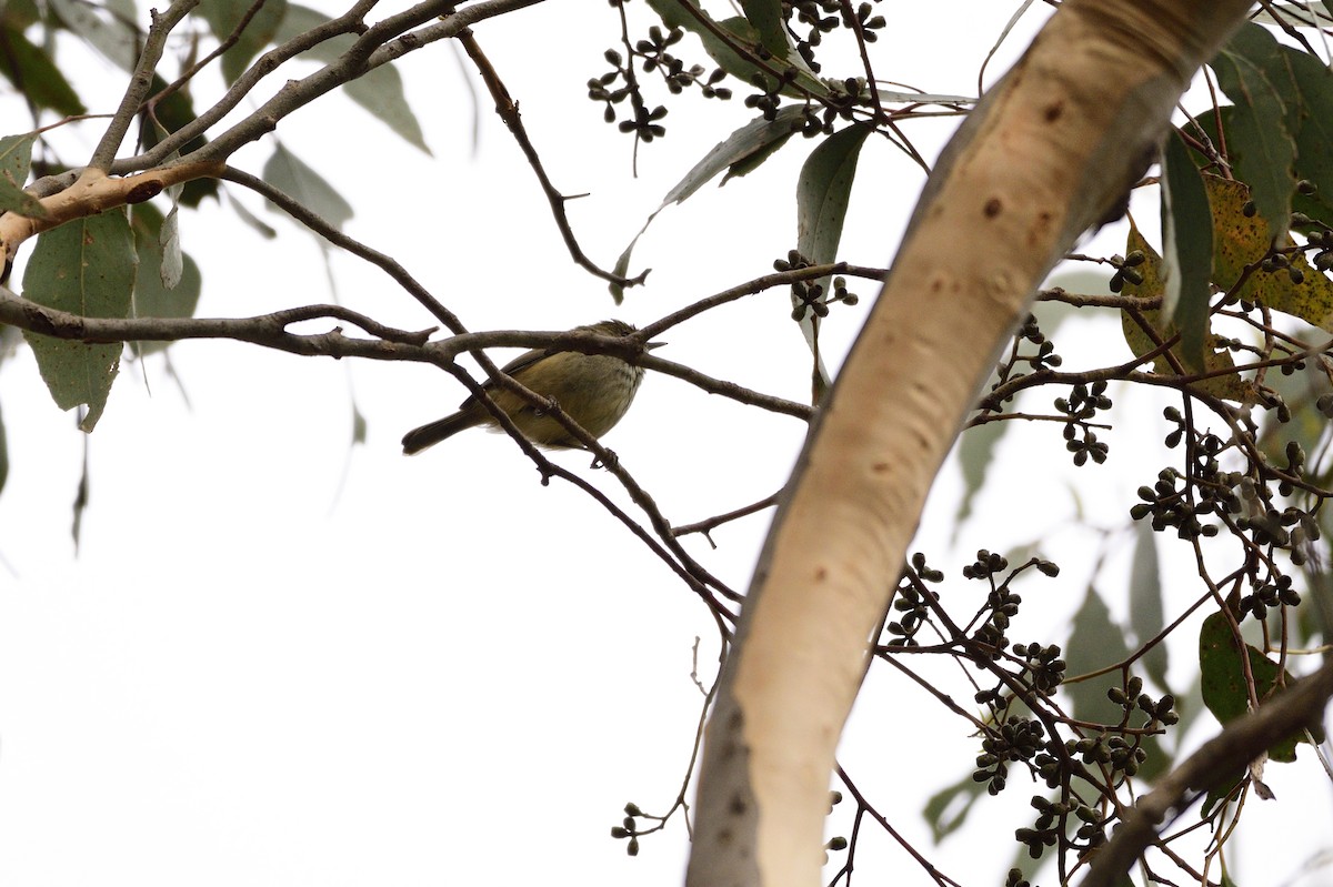 Brown Thornbill - ML620689527