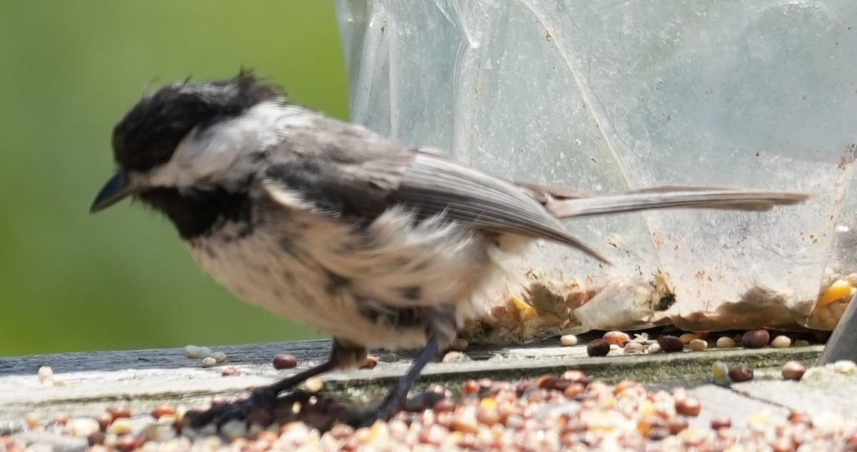 Black-capped Chickadee - ML620689528