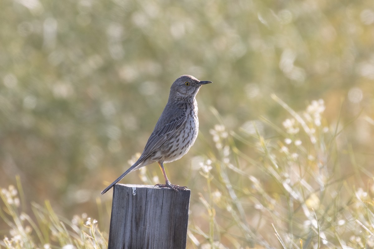 Sage Thrasher - Kyle Landstra