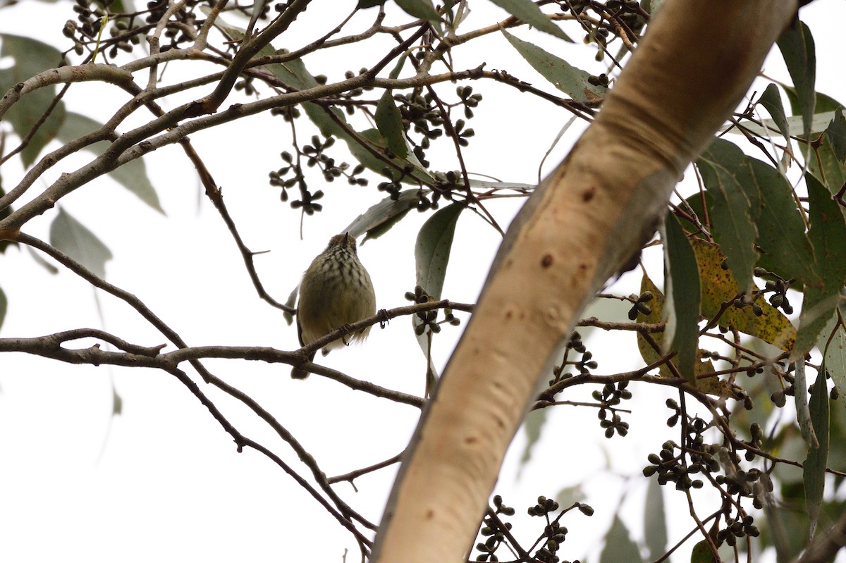 Brown Thornbill - ML620689531