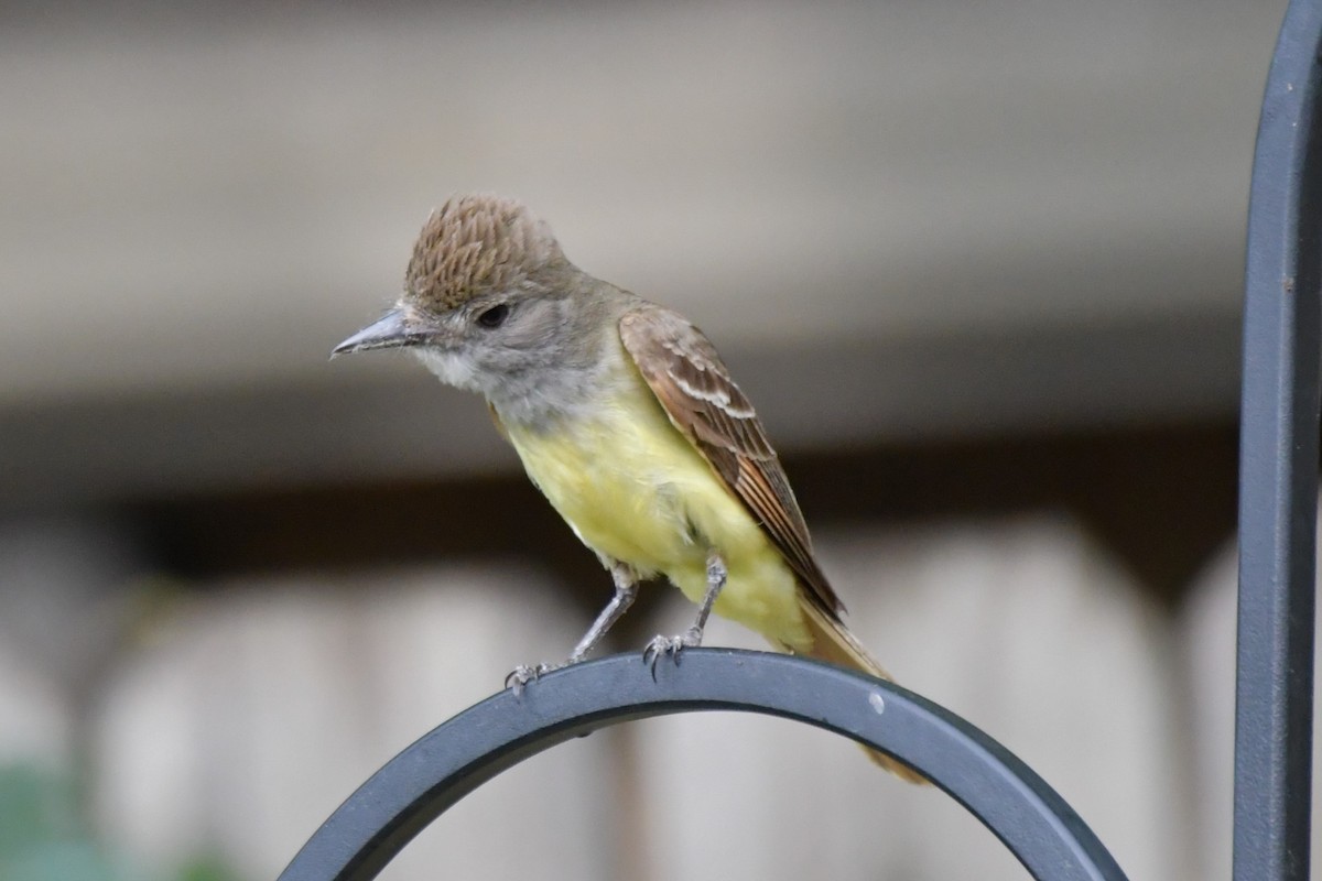 Great Crested Flycatcher - ML620689532