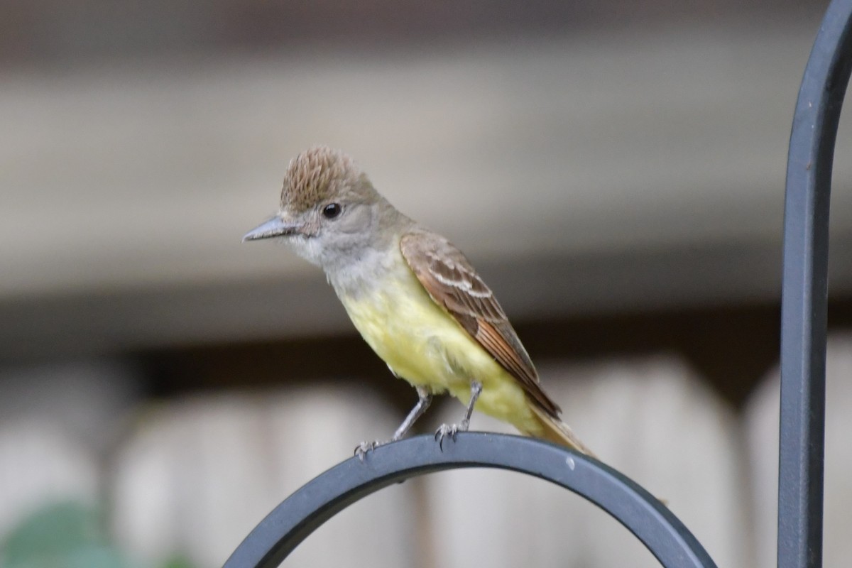 Great Crested Flycatcher - ML620689534