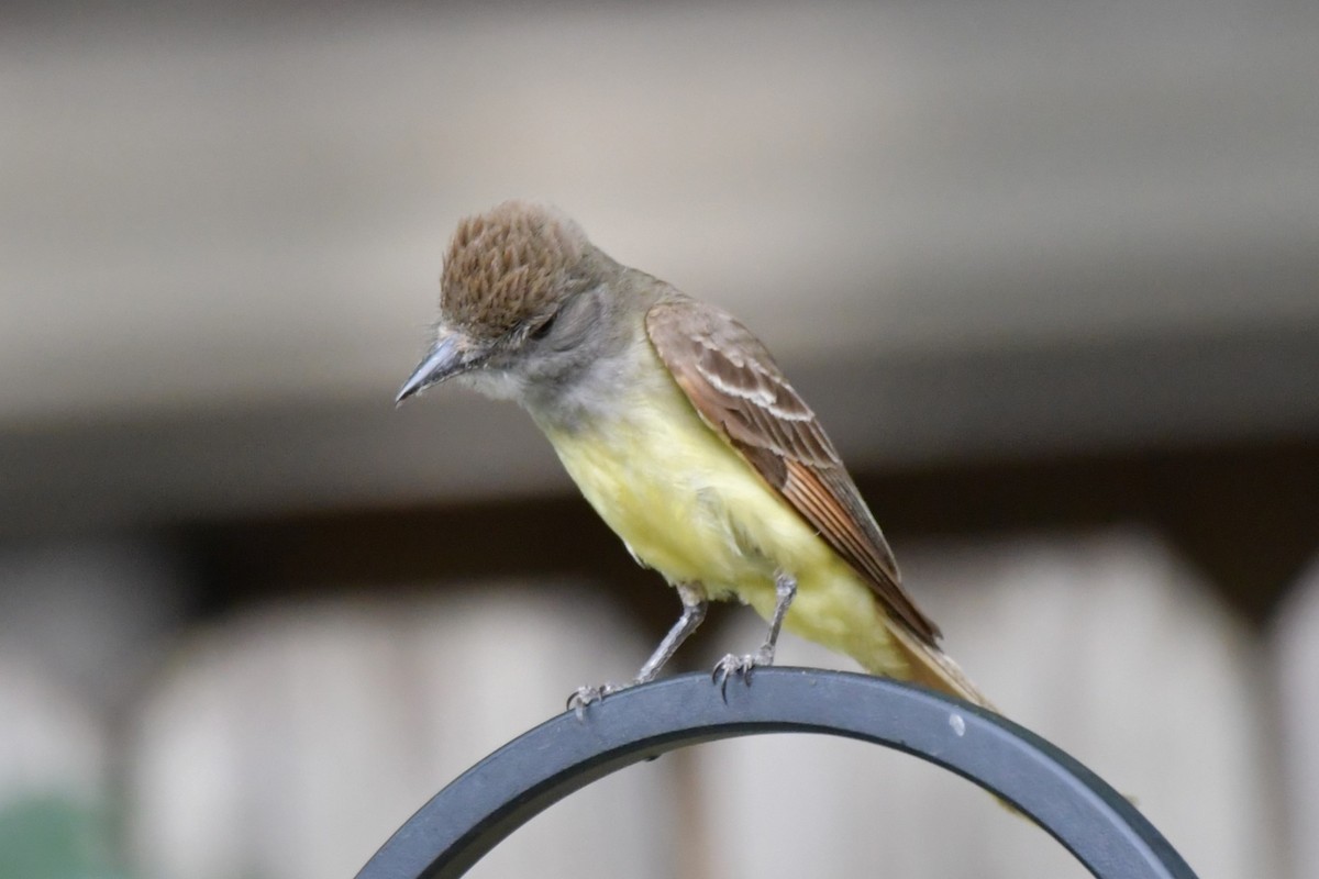 Great Crested Flycatcher - ML620689535