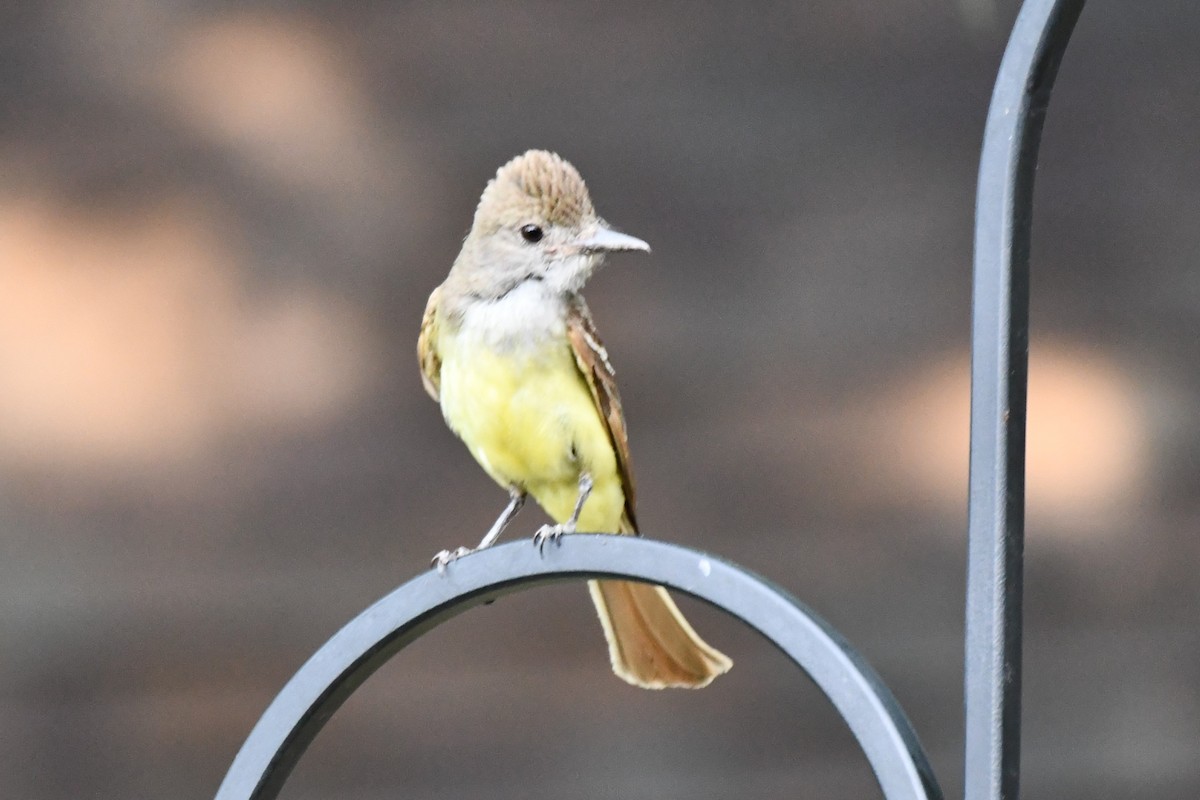 Great Crested Flycatcher - ML620689537