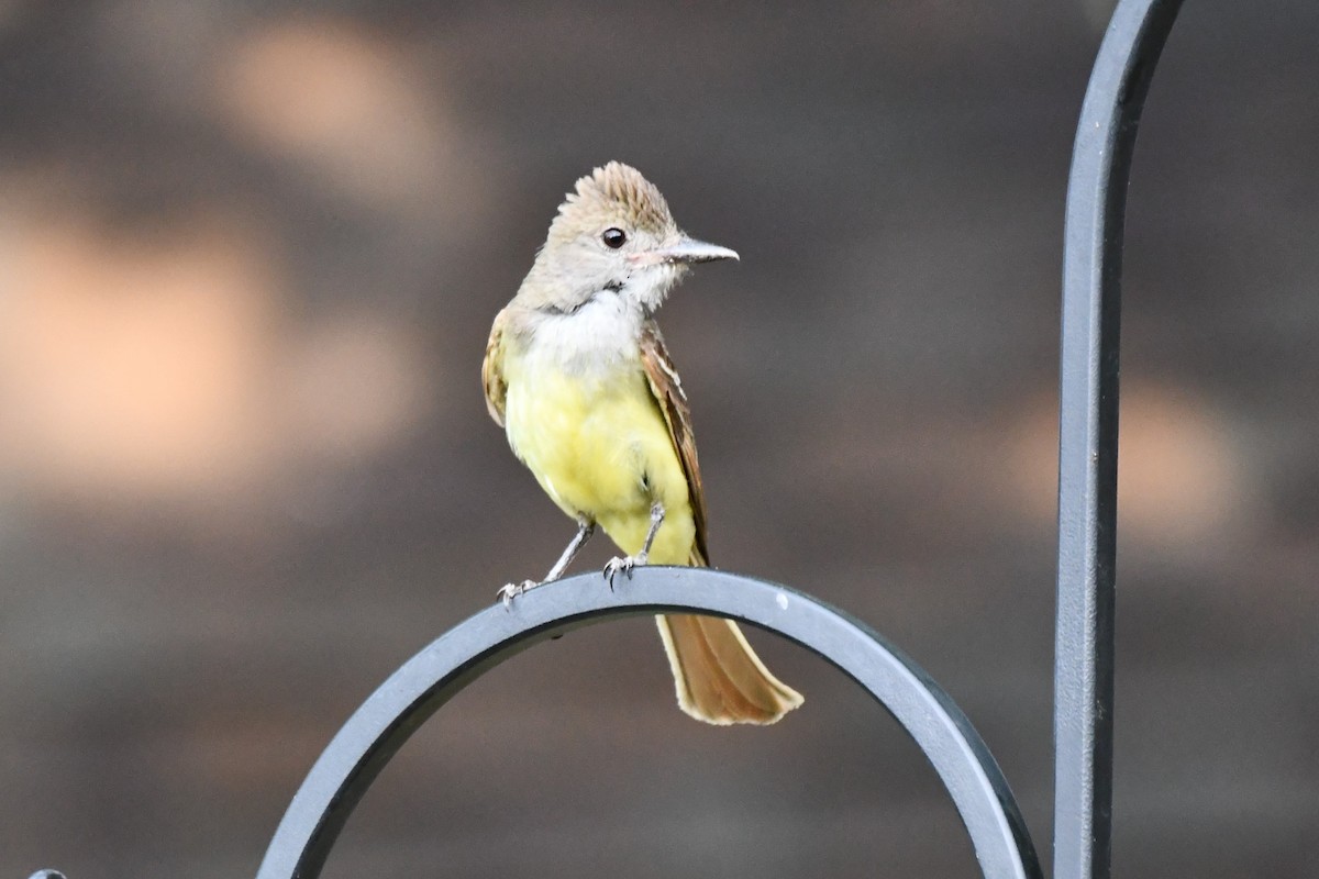 Great Crested Flycatcher - ML620689538