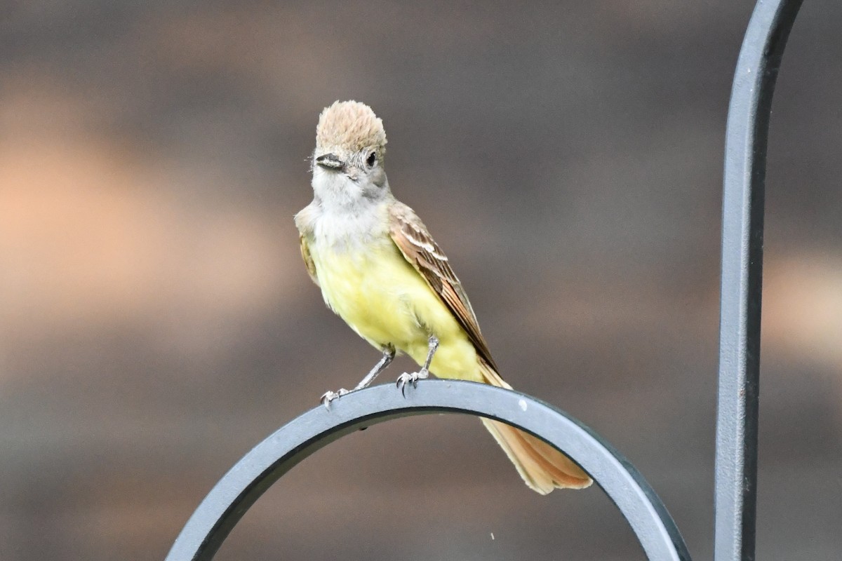 Great Crested Flycatcher - ML620689539