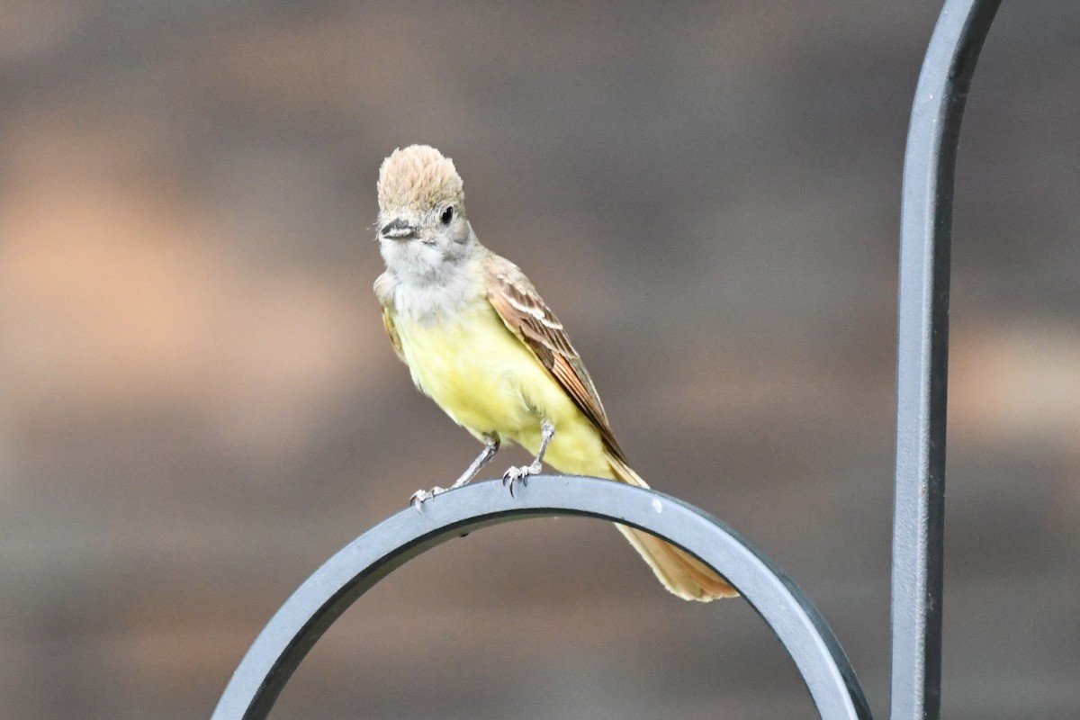 Great Crested Flycatcher - ML620689540