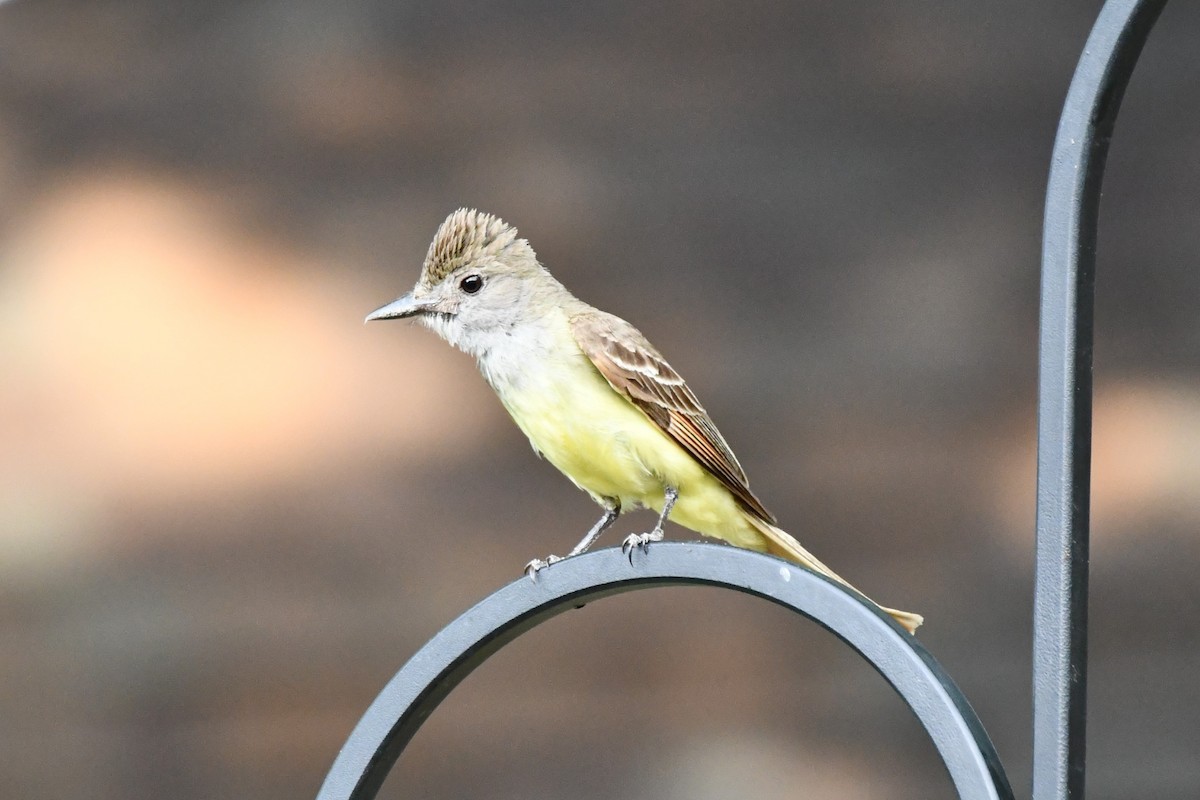 Great Crested Flycatcher - ML620689541