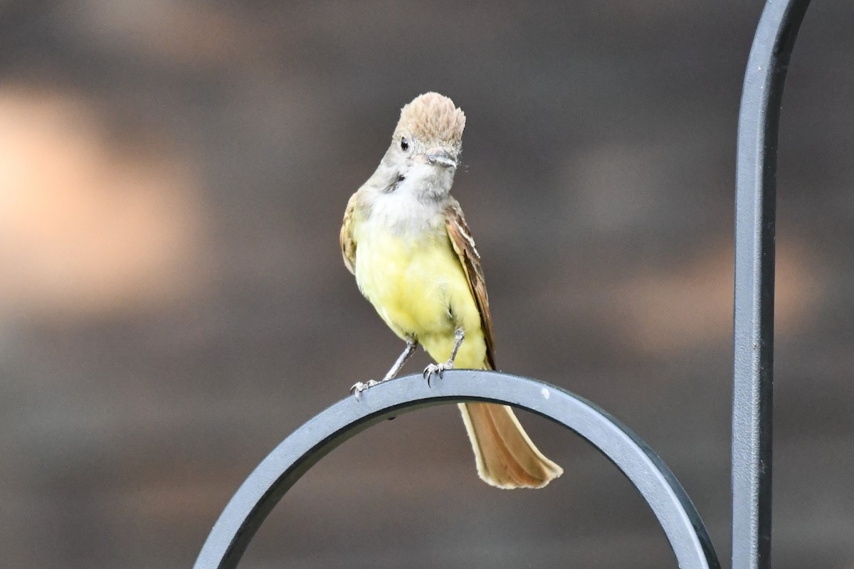 Great Crested Flycatcher - ML620689543