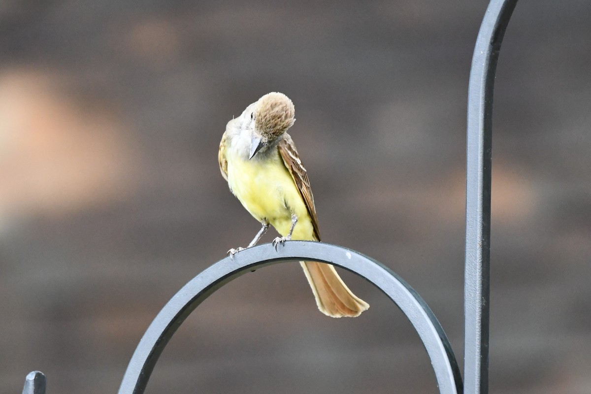 Great Crested Flycatcher - ML620689544