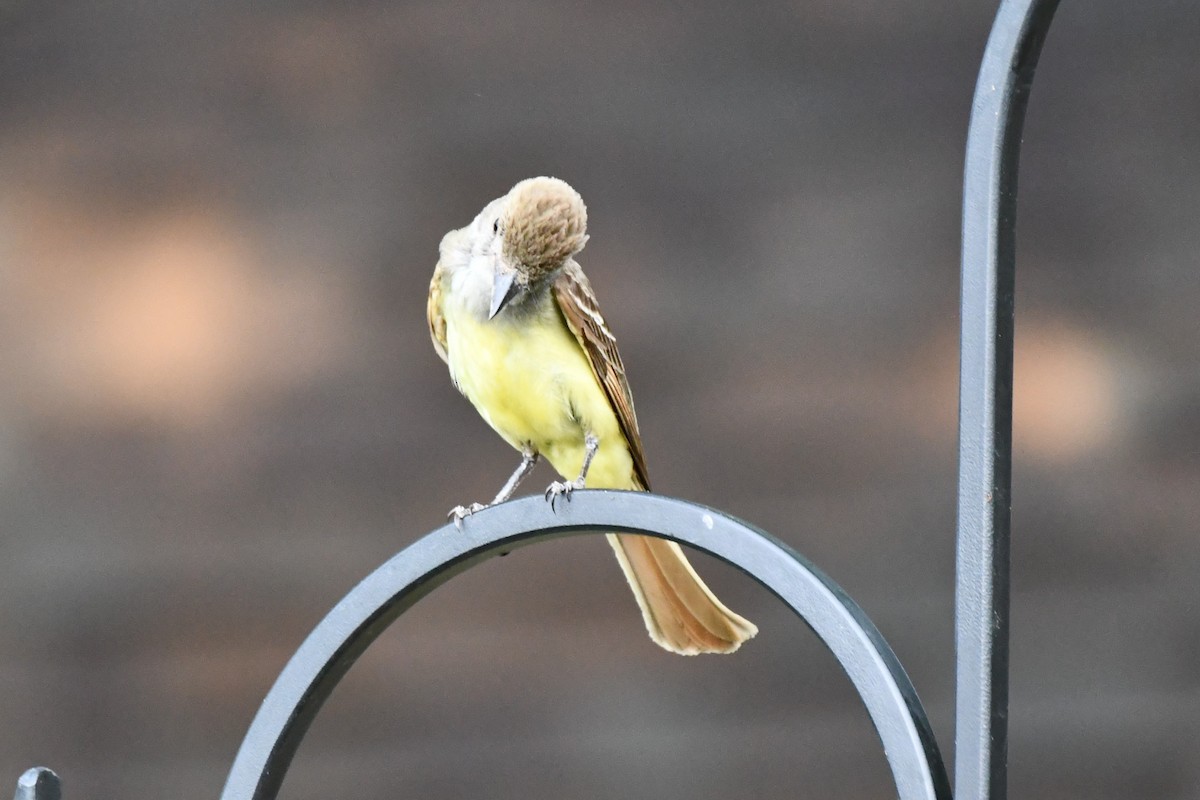 Great Crested Flycatcher - ML620689545