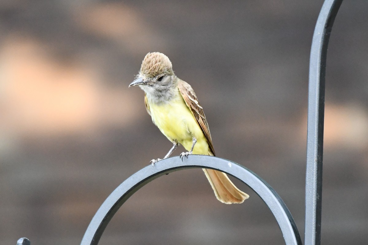 Great Crested Flycatcher - ML620689546