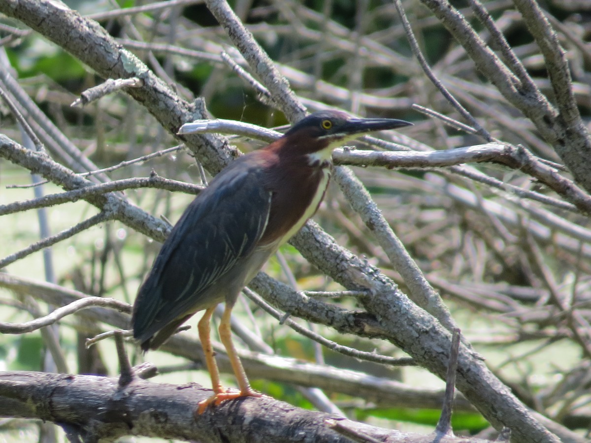 Green Heron - ML620689548