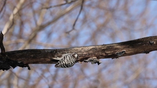 Japanese Pygmy Woodpecker - ML620689552