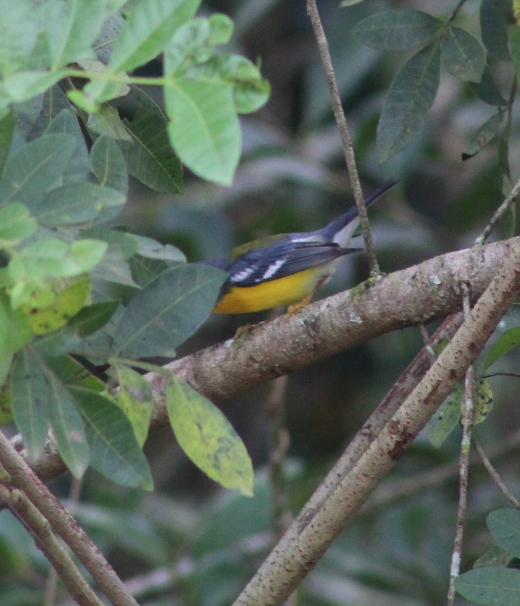 Tropical Parula - ML620689553