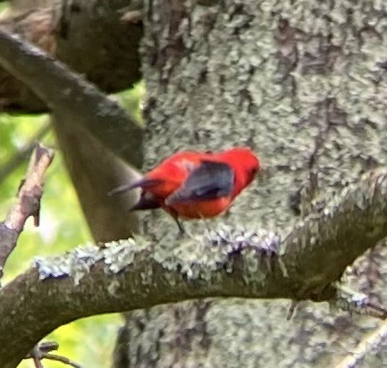 Scarlet Tanager - ML620689558