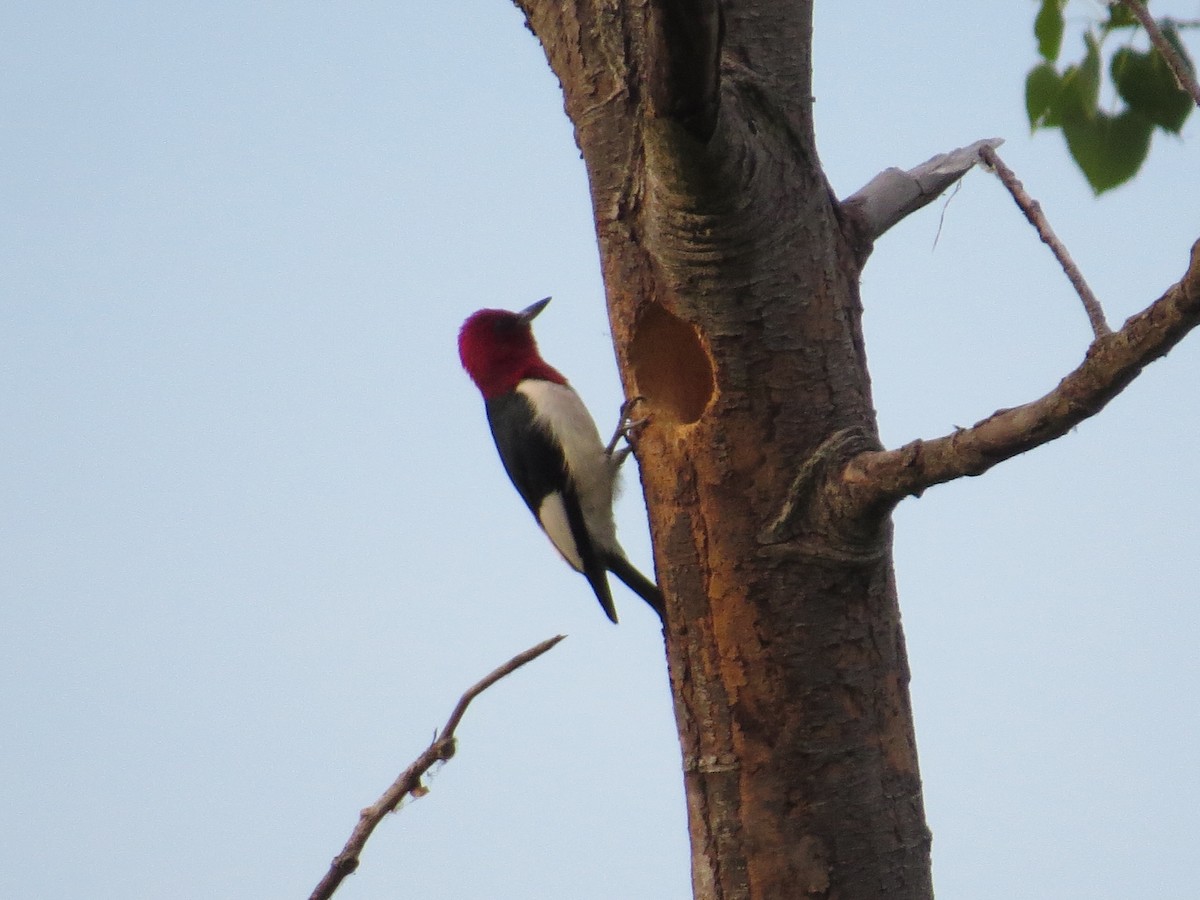 Red-headed Woodpecker - ML620689559