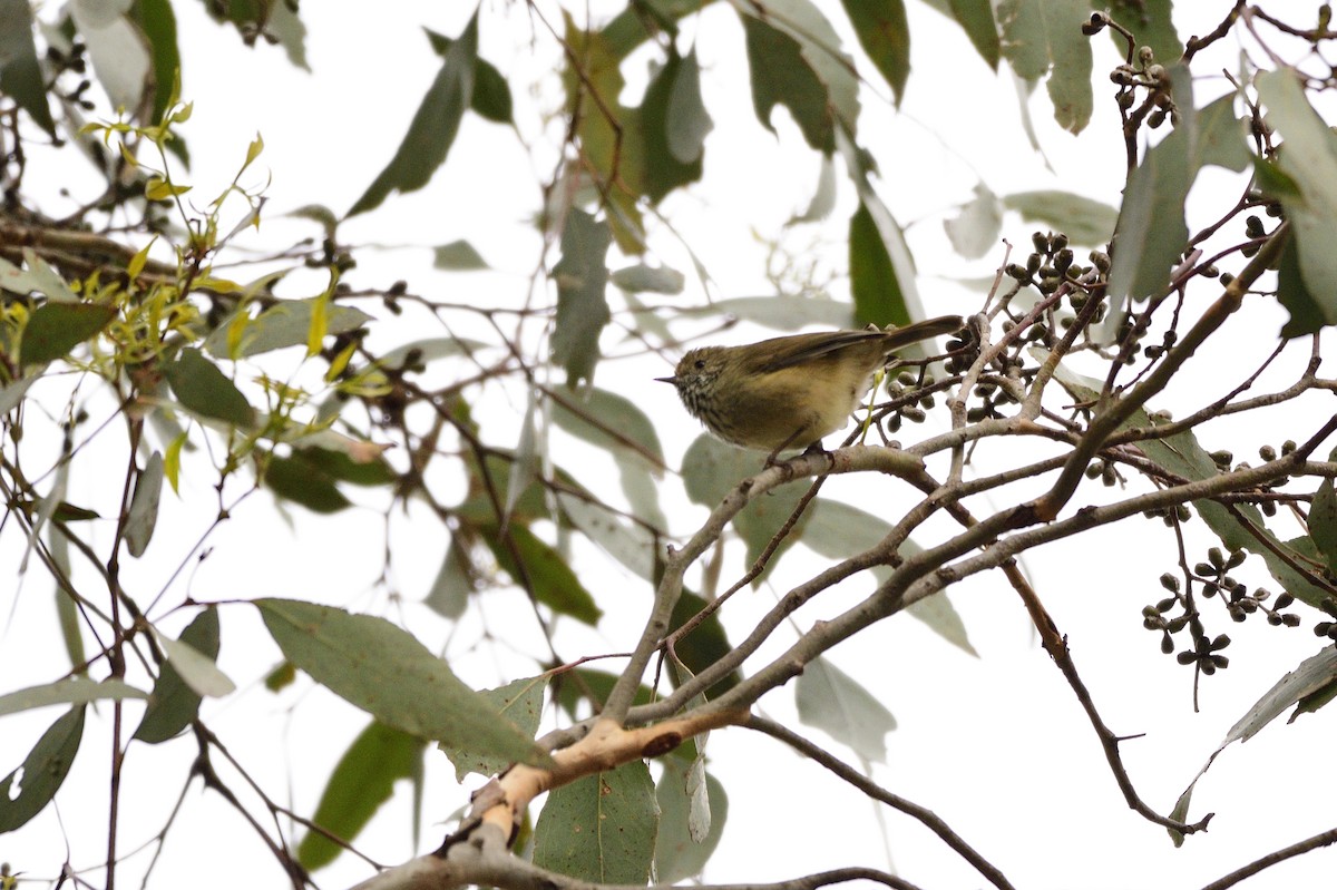 Brown Thornbill - ML620689560