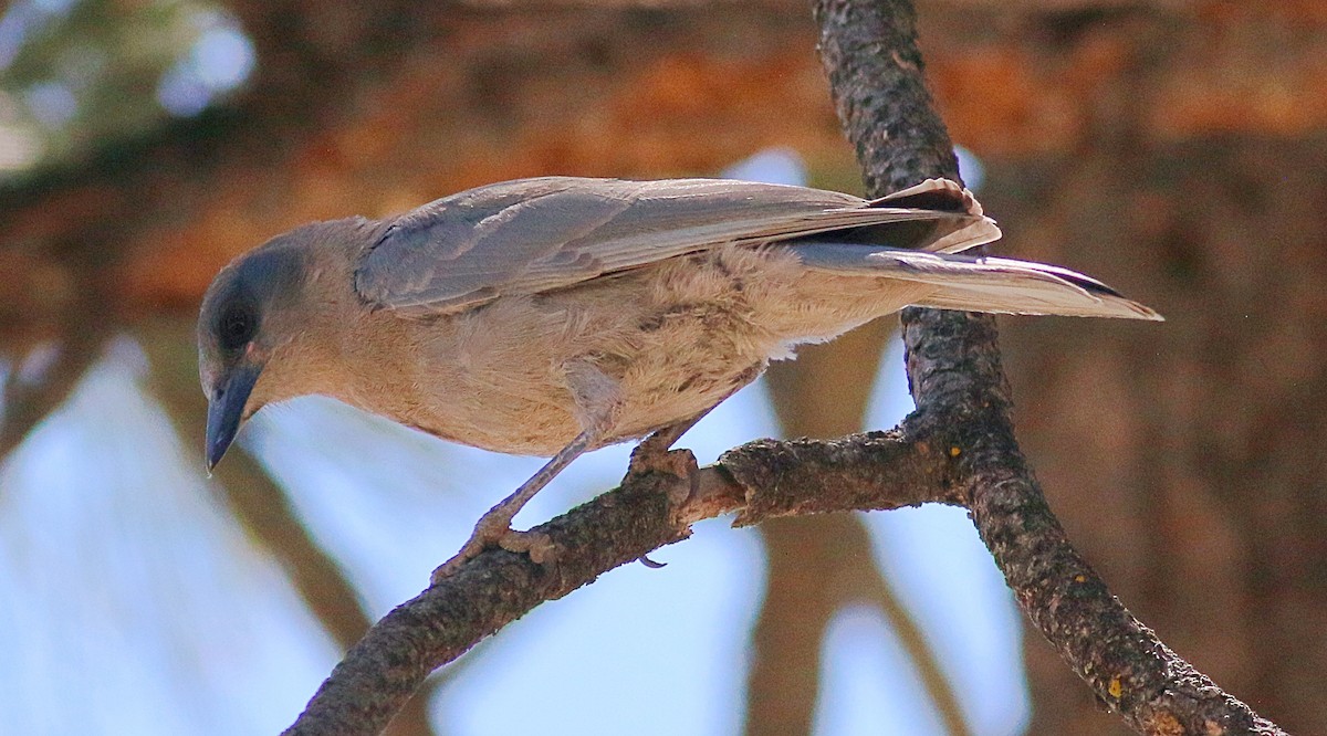 Pinyon Jay - ML620689567