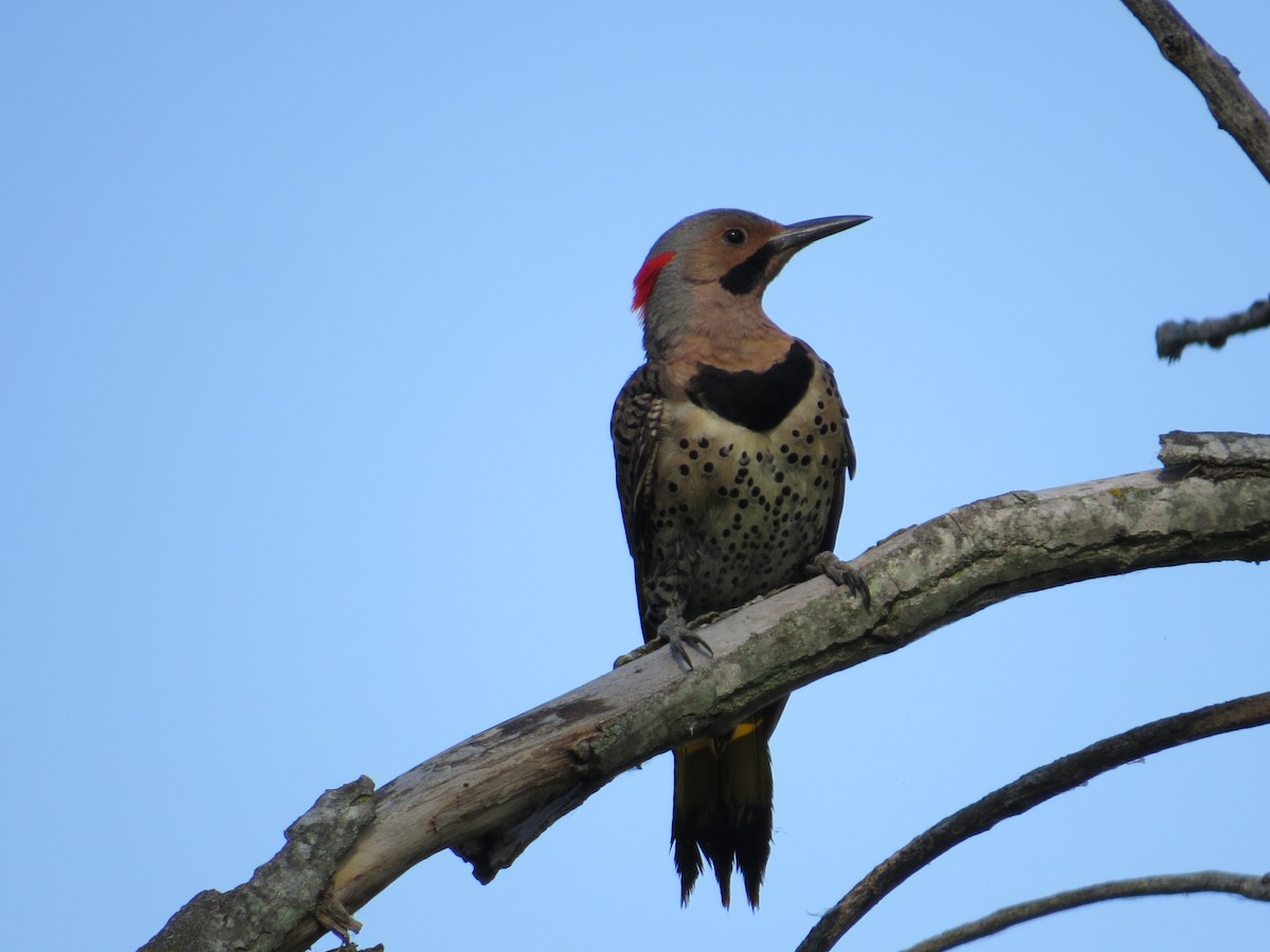 Northern Flicker - ML620689568