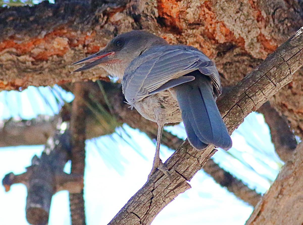 Pinyon Jay - ML620689572