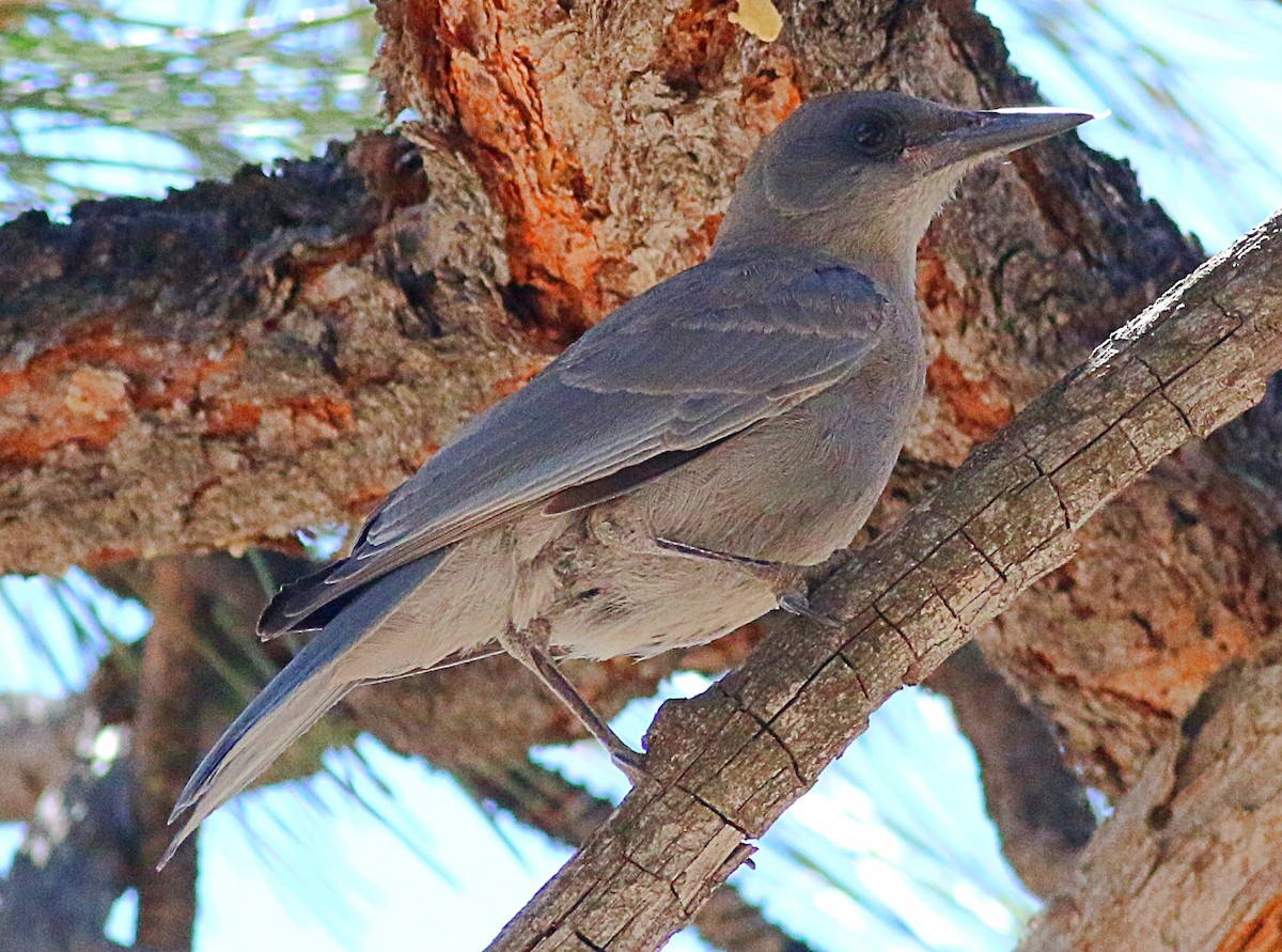 Pinyon Jay - ML620689574