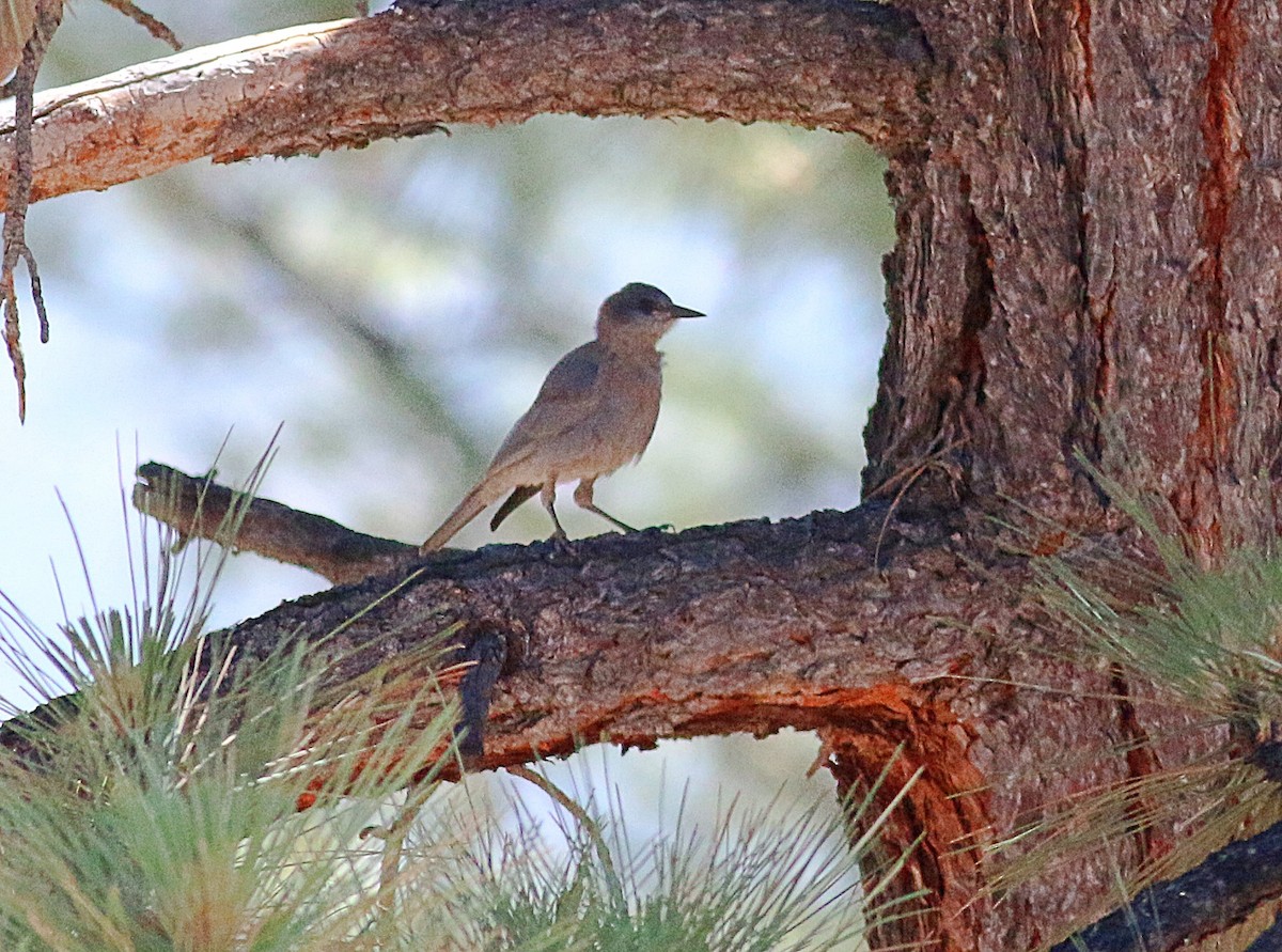 Pinyon Jay - ML620689575