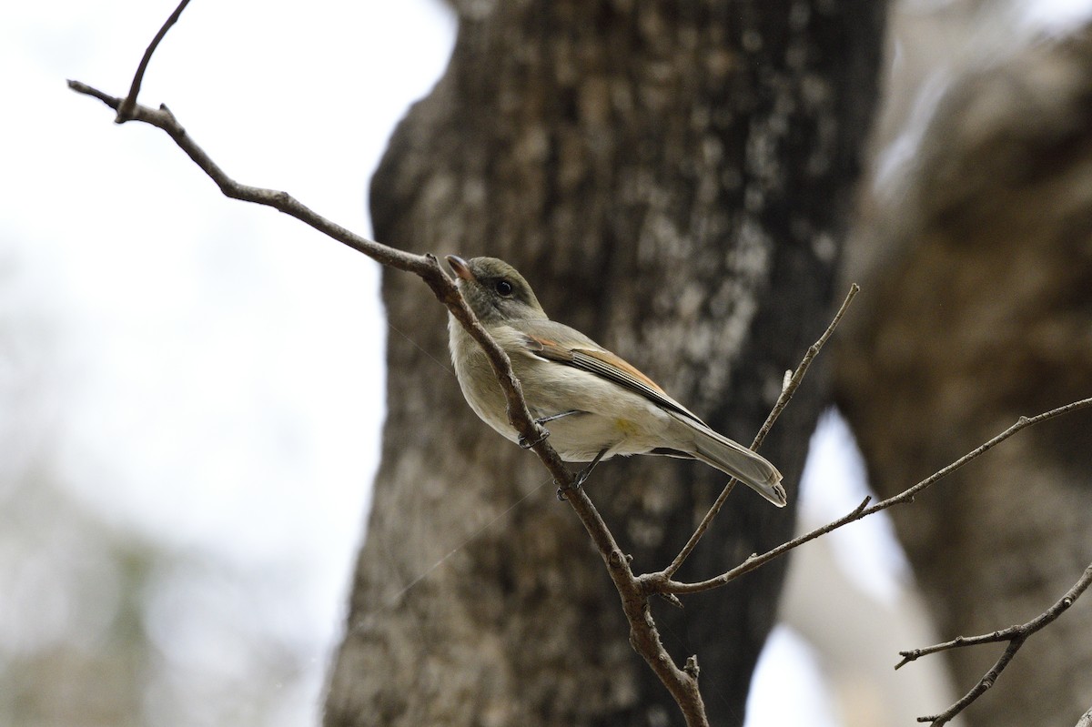 Golden Whistler - ML620689578