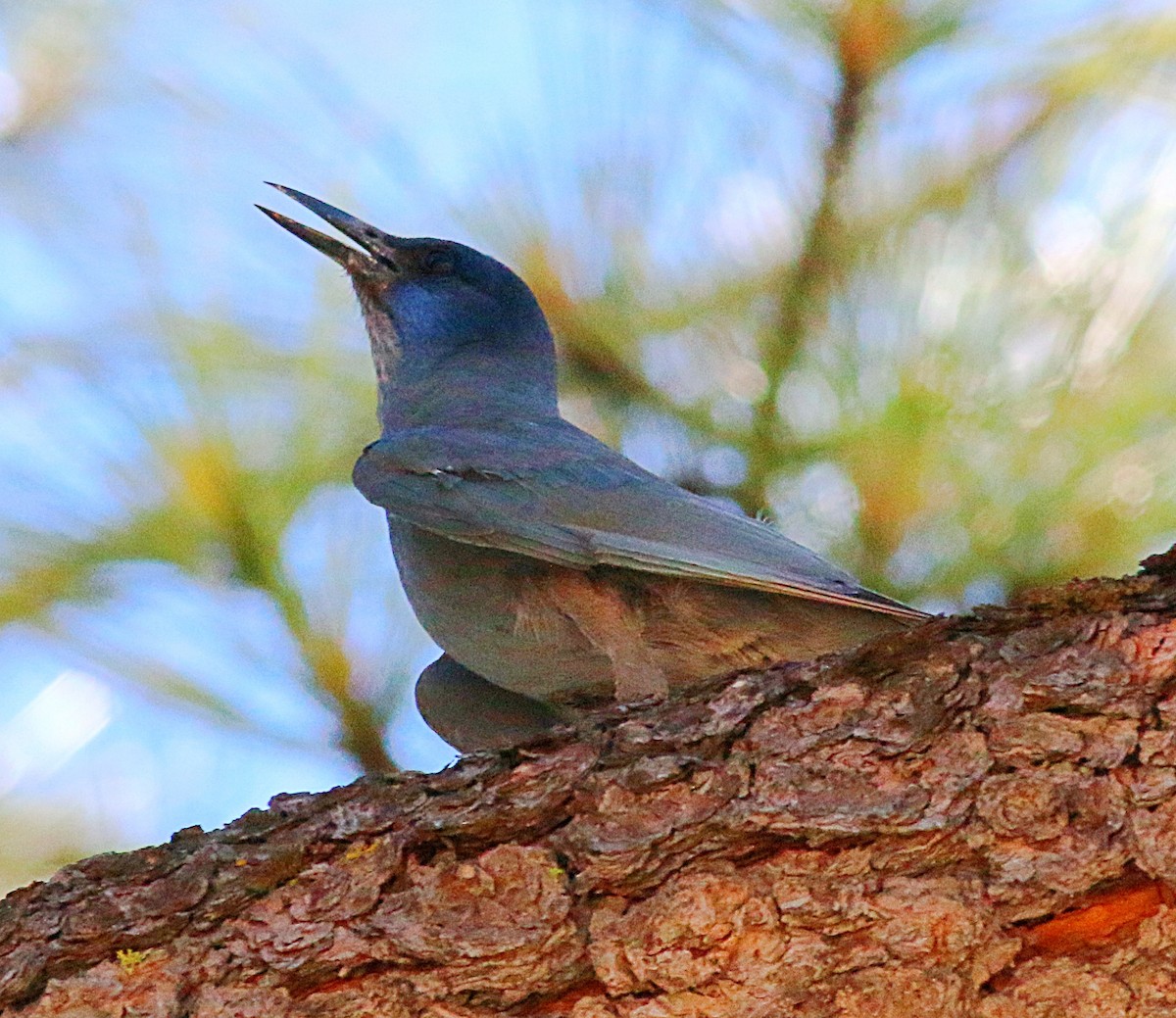 Pinyon Jay - ML620689580