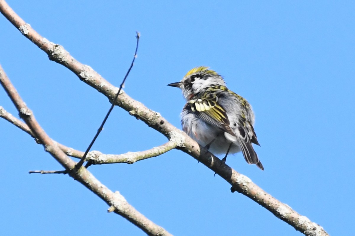 Chestnut-sided Warbler - ML620689584