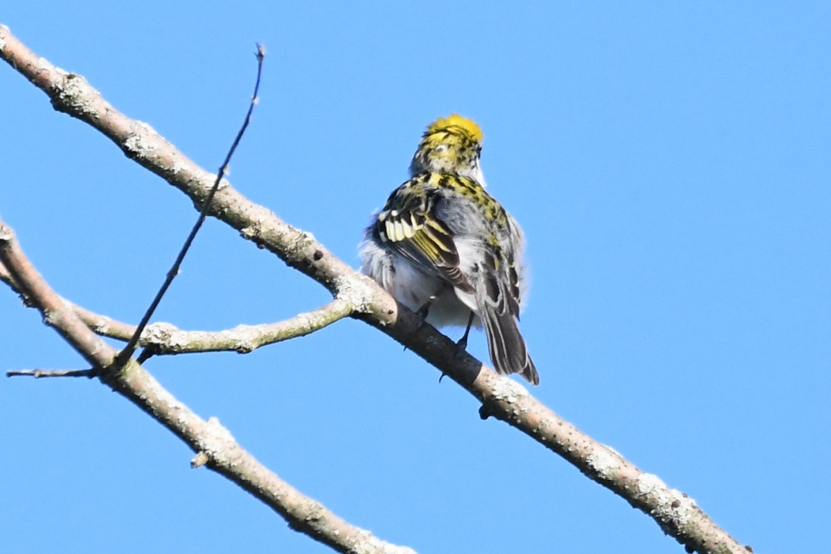 Chestnut-sided Warbler - ML620689585