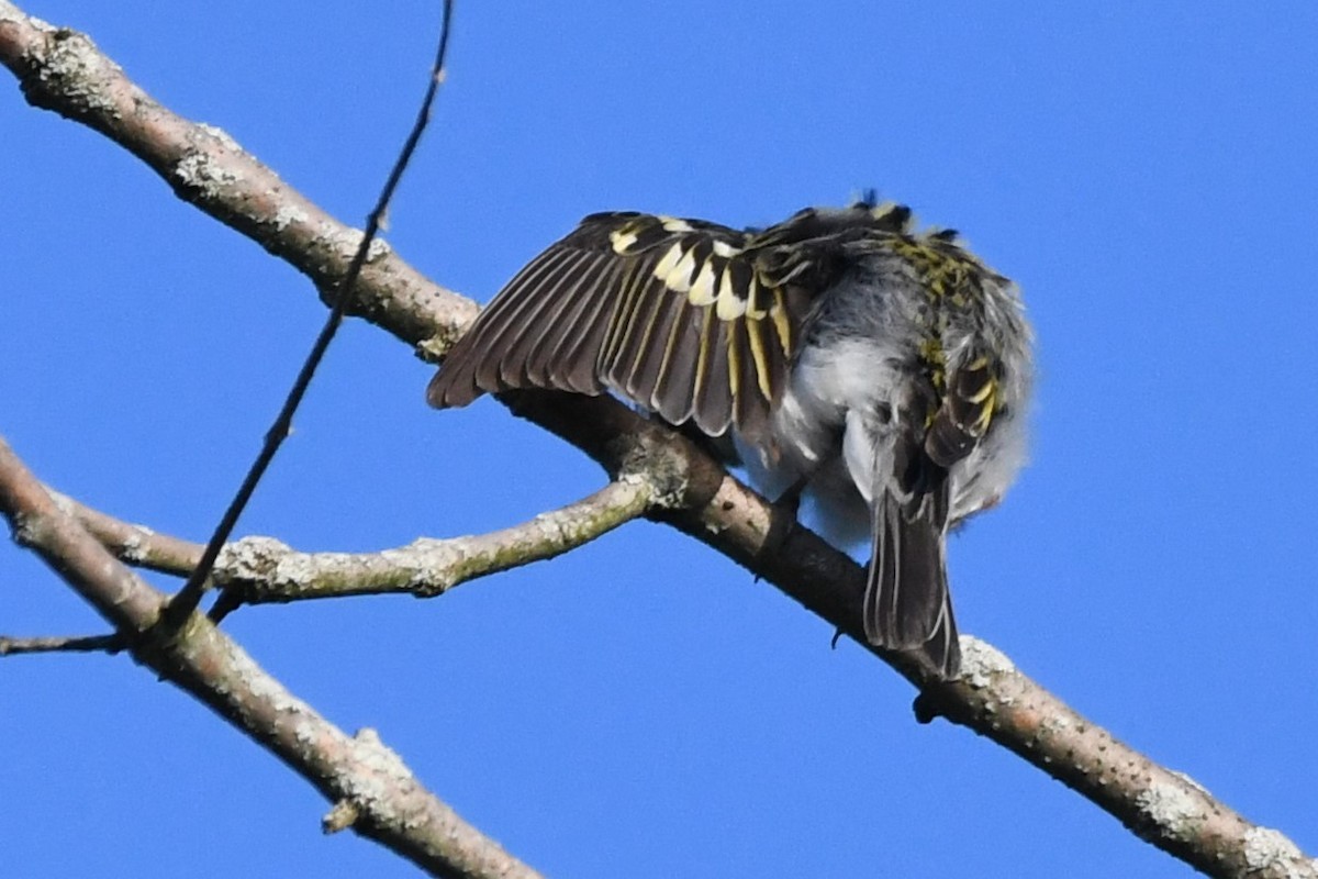 Chestnut-sided Warbler - ML620689586