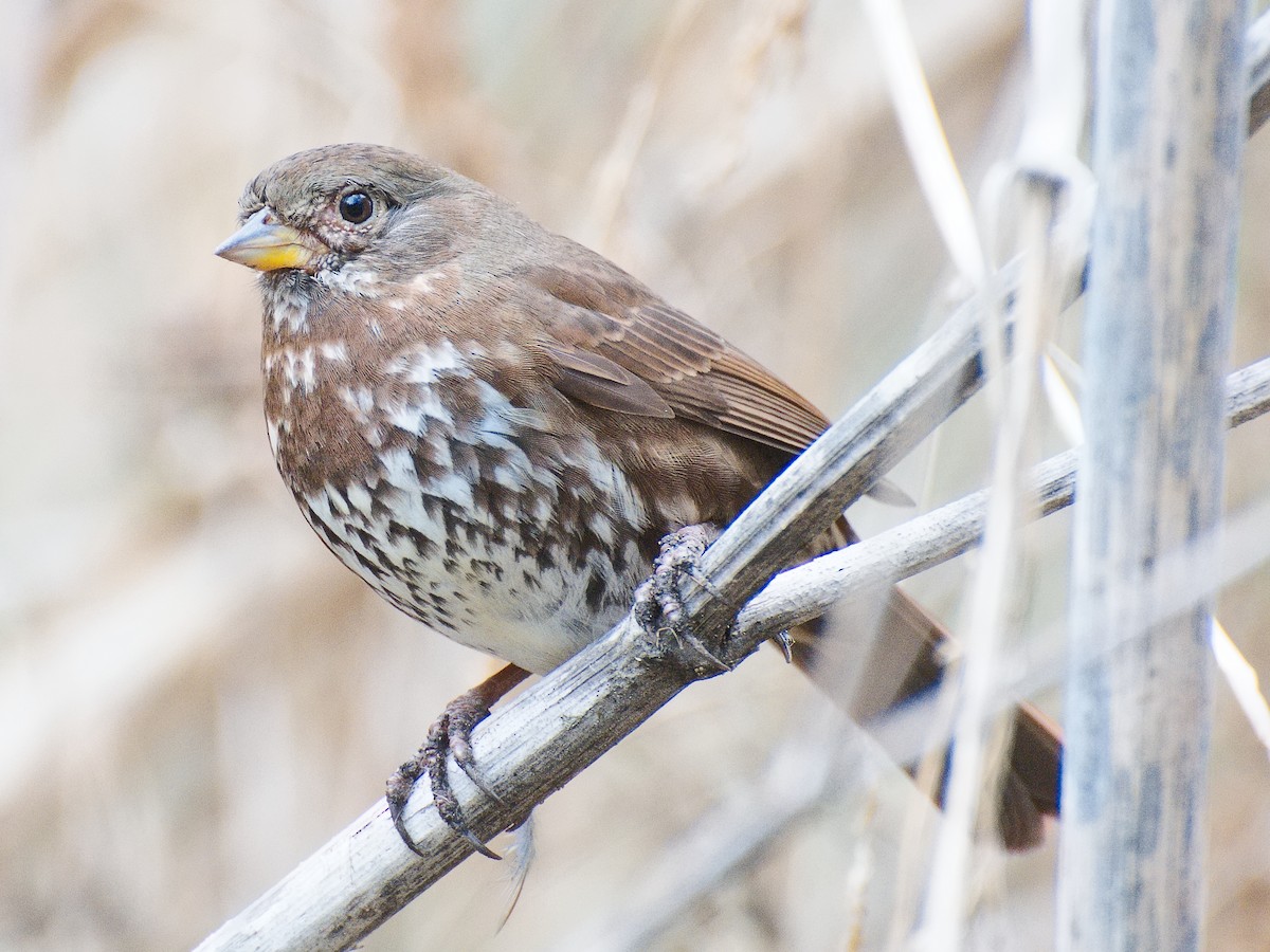 Fox Sparrow (Sooty) - ML620689587