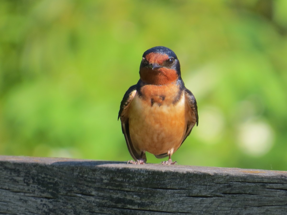 Barn Swallow - ML620689590