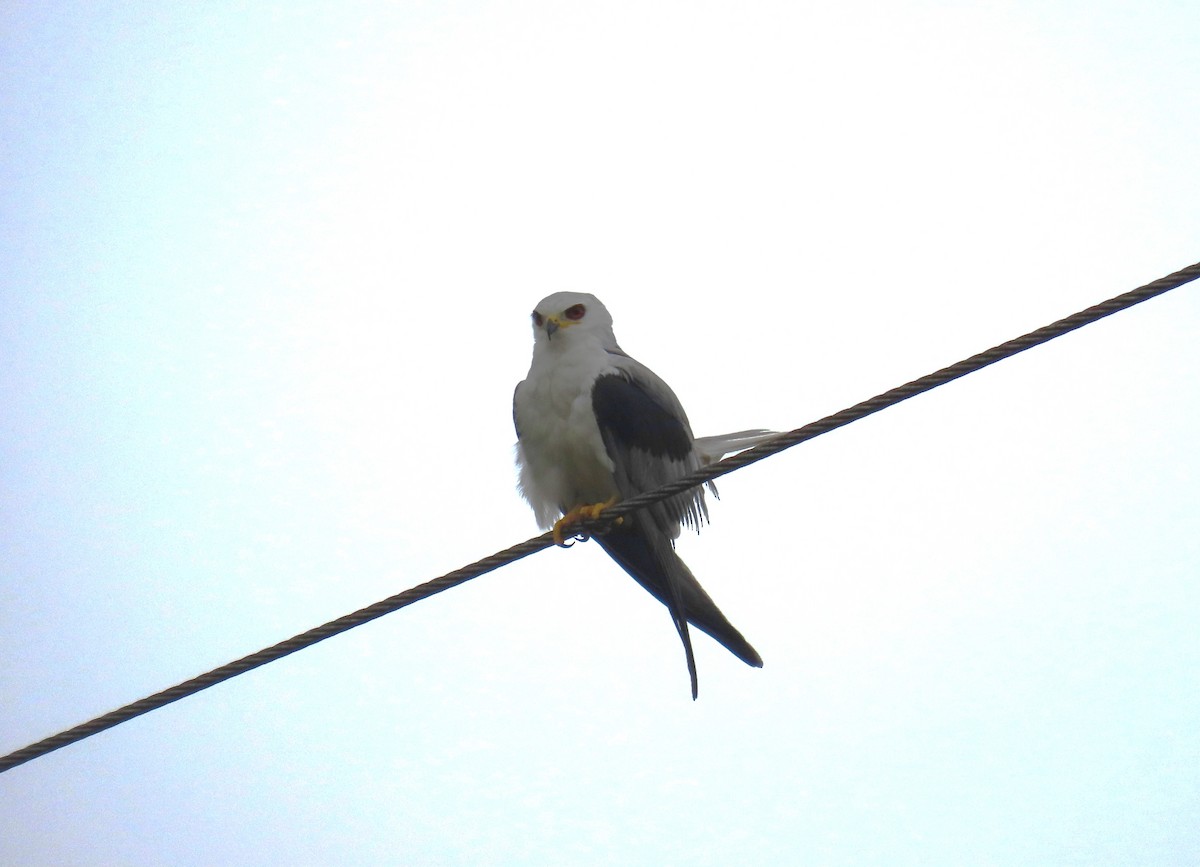 White-tailed Kite - ML620689592