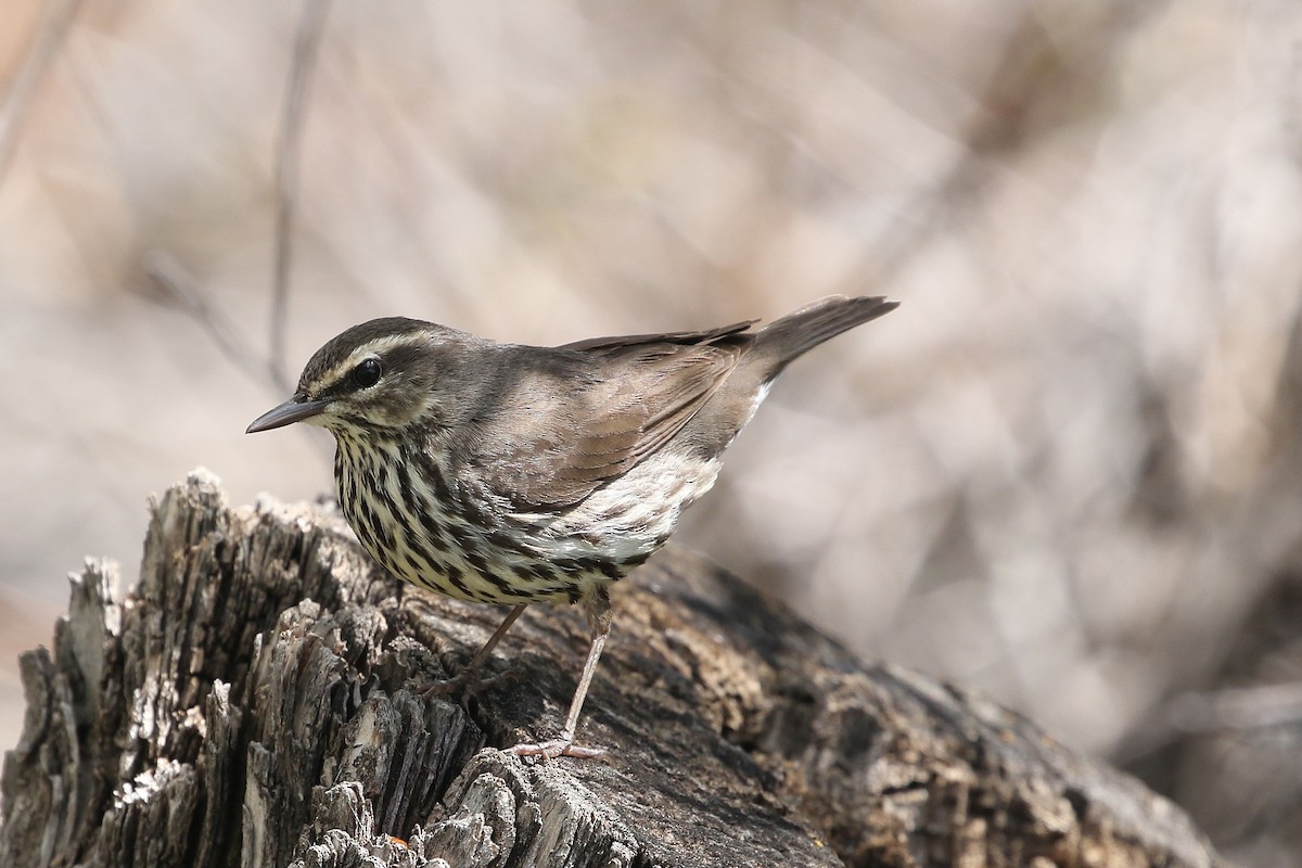 Northern Waterthrush - ML620689593