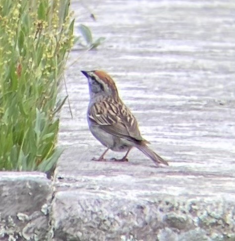 Chipping Sparrow - ML620689595