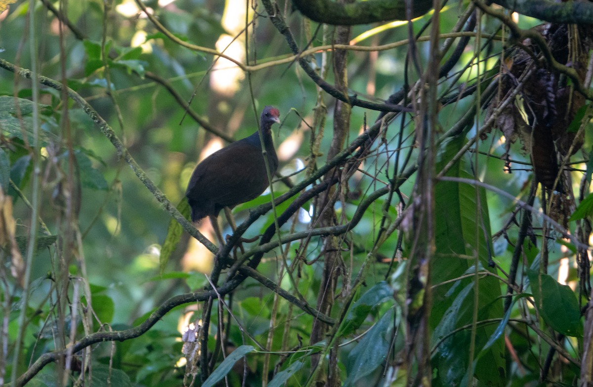 Melanesian Megapode - Rosemary Lloyd