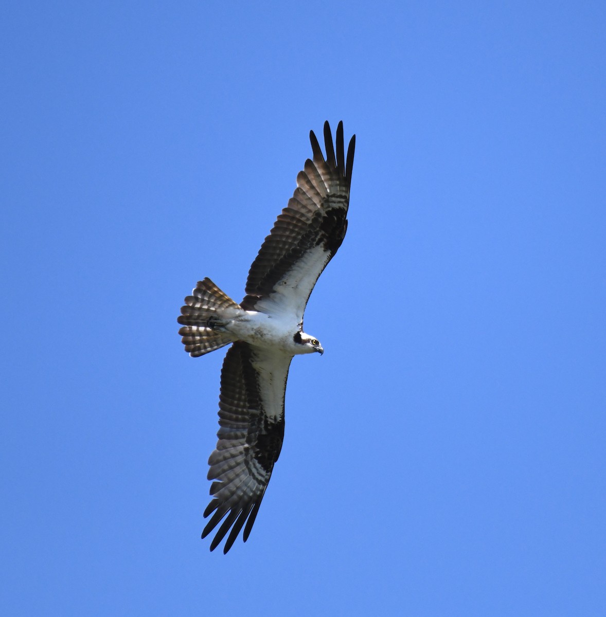 Balbuzard pêcheur - ML620689601