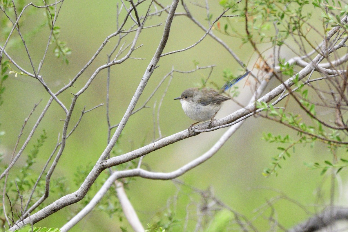 Superb Fairywren - ML620689602