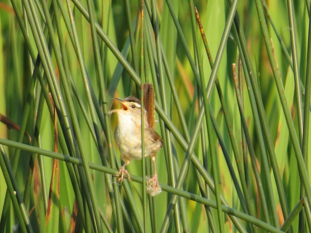 Marsh Wren - ML620689603