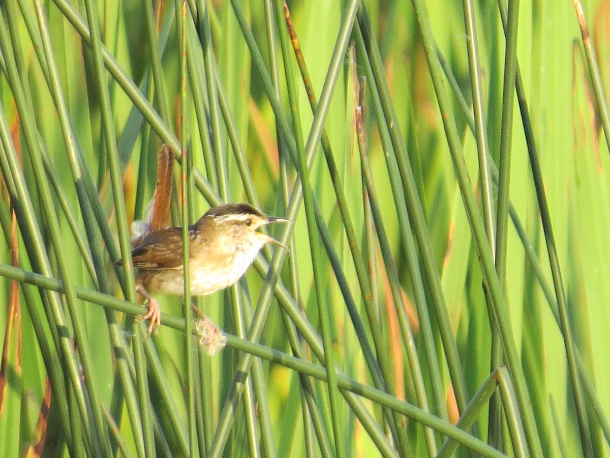 Marsh Wren - ML620689606