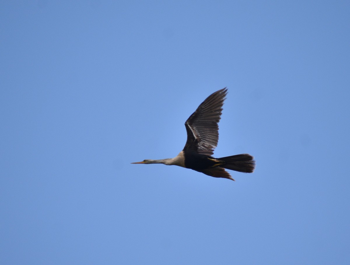 Anhinga Americana - ML620689607